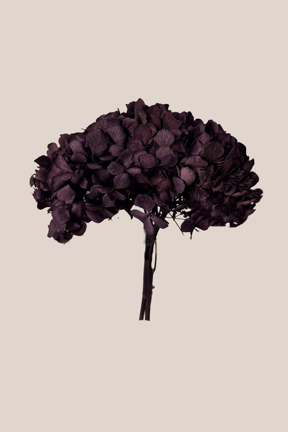 Standard Hydrangea