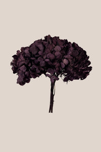 Purple/Brown
