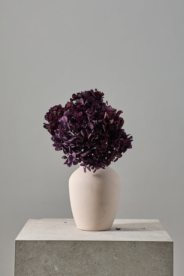 Standard Hydrangea