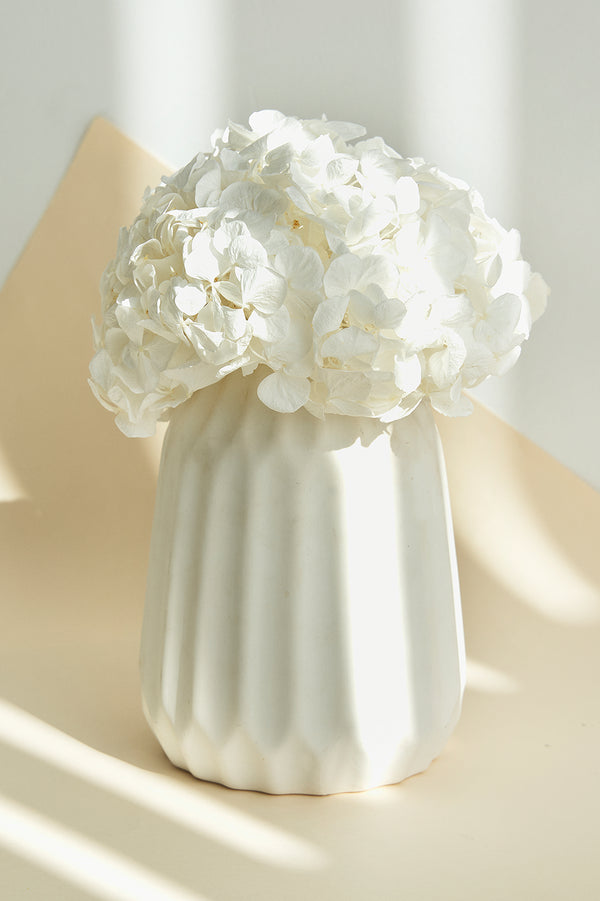 Premium Hydrangea