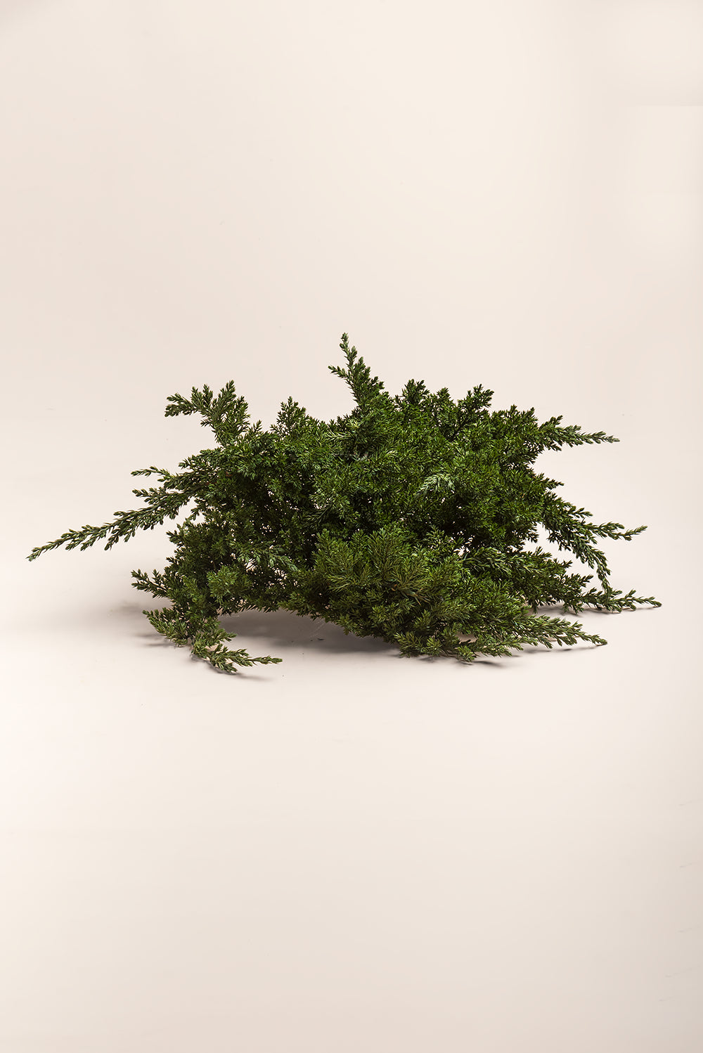 Juniperus Procumbens