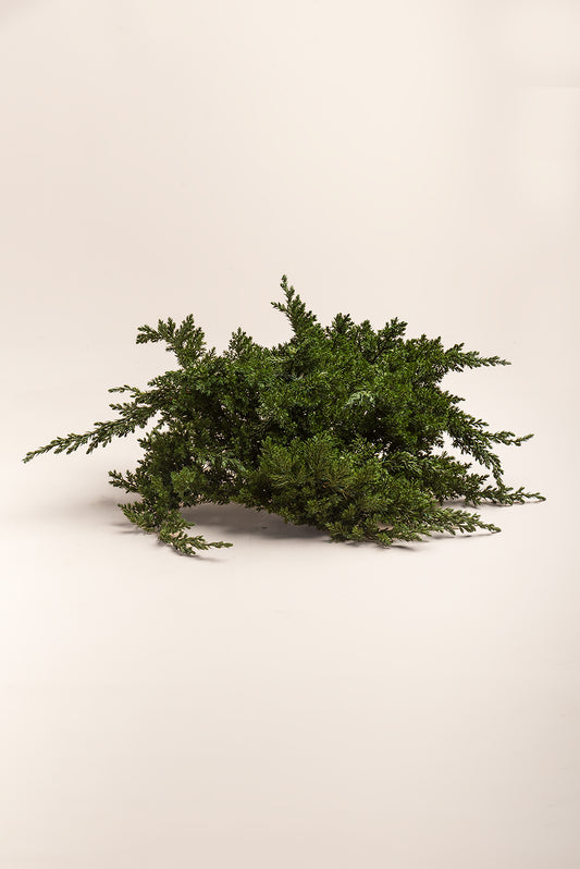 Juniperus Procumbens