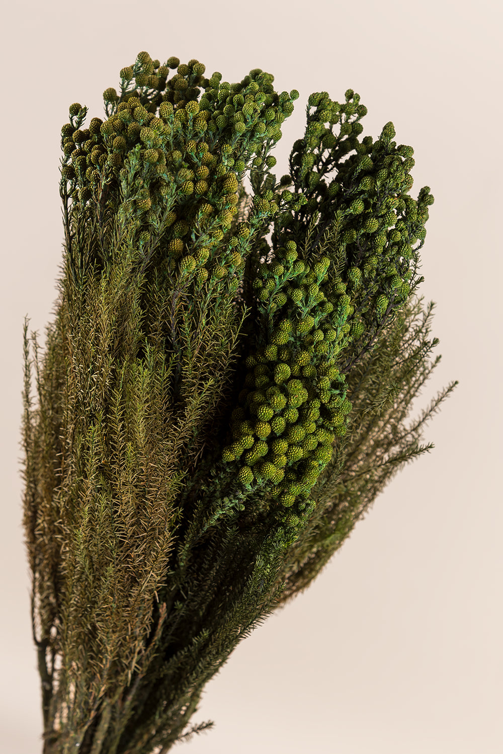 Lanuginosa