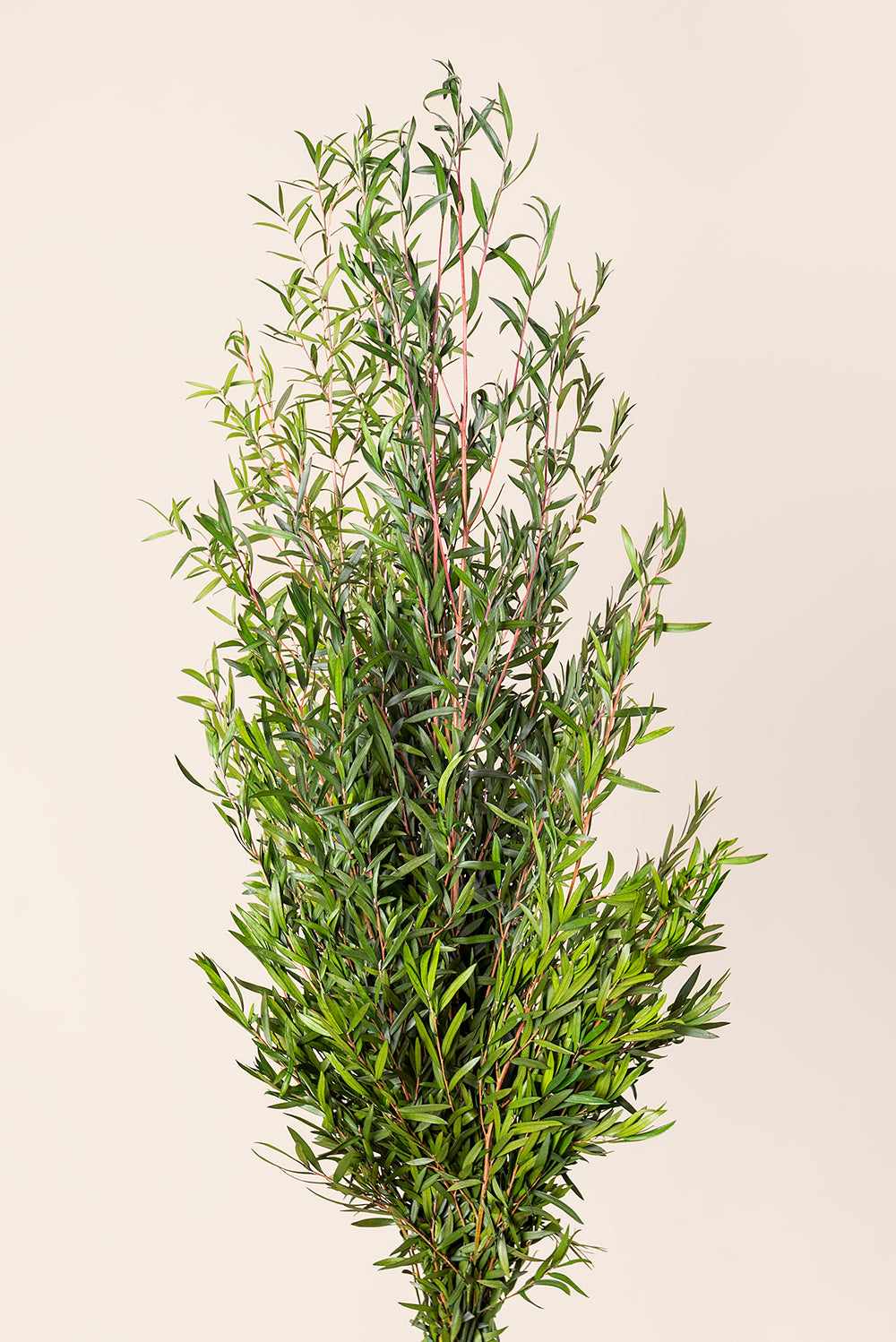 Lepto Longifolia