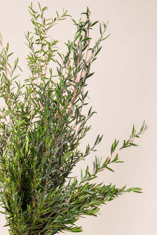 Lepto Lungifolia