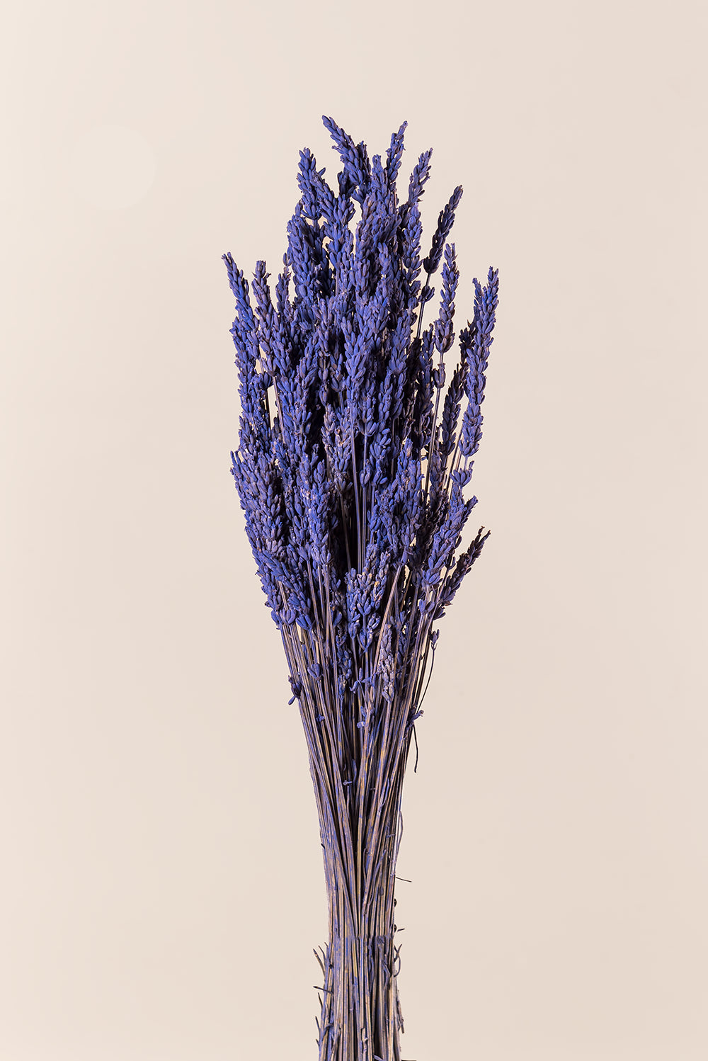 Lavender Soft Light