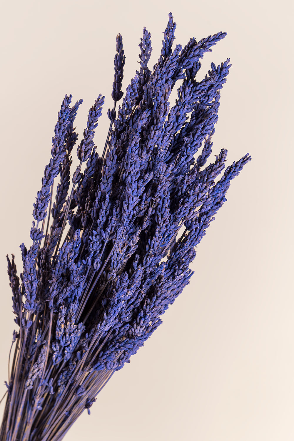 Lavender Soft Light