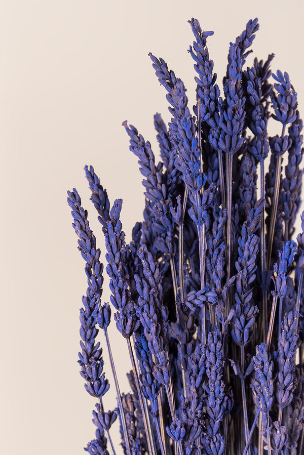 Lavender Soft Light