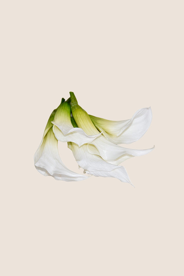 Mini Callas - Box 5 heads