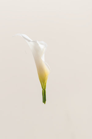 Mini Callas - Boîte 5 têtes