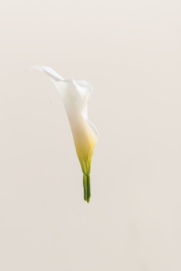 Mini Callas - Box 5 heads