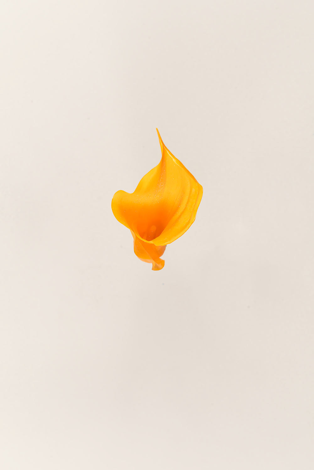 Mini Callas - Boîte 5 têtes