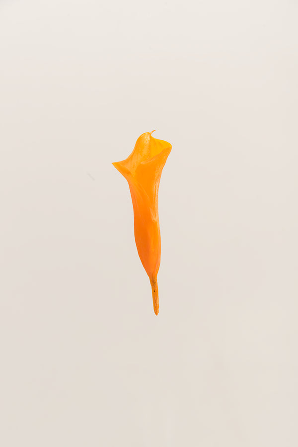 Mini Callas - Box 5 heads