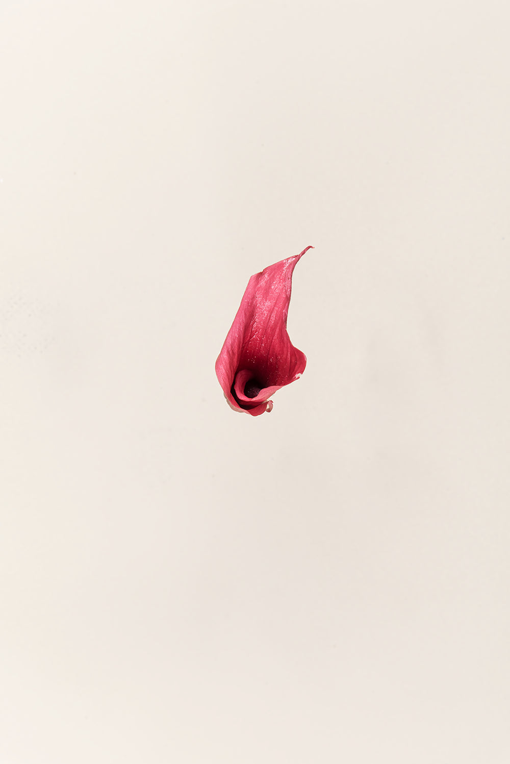 Mini Callas - Boîte 5 têtes