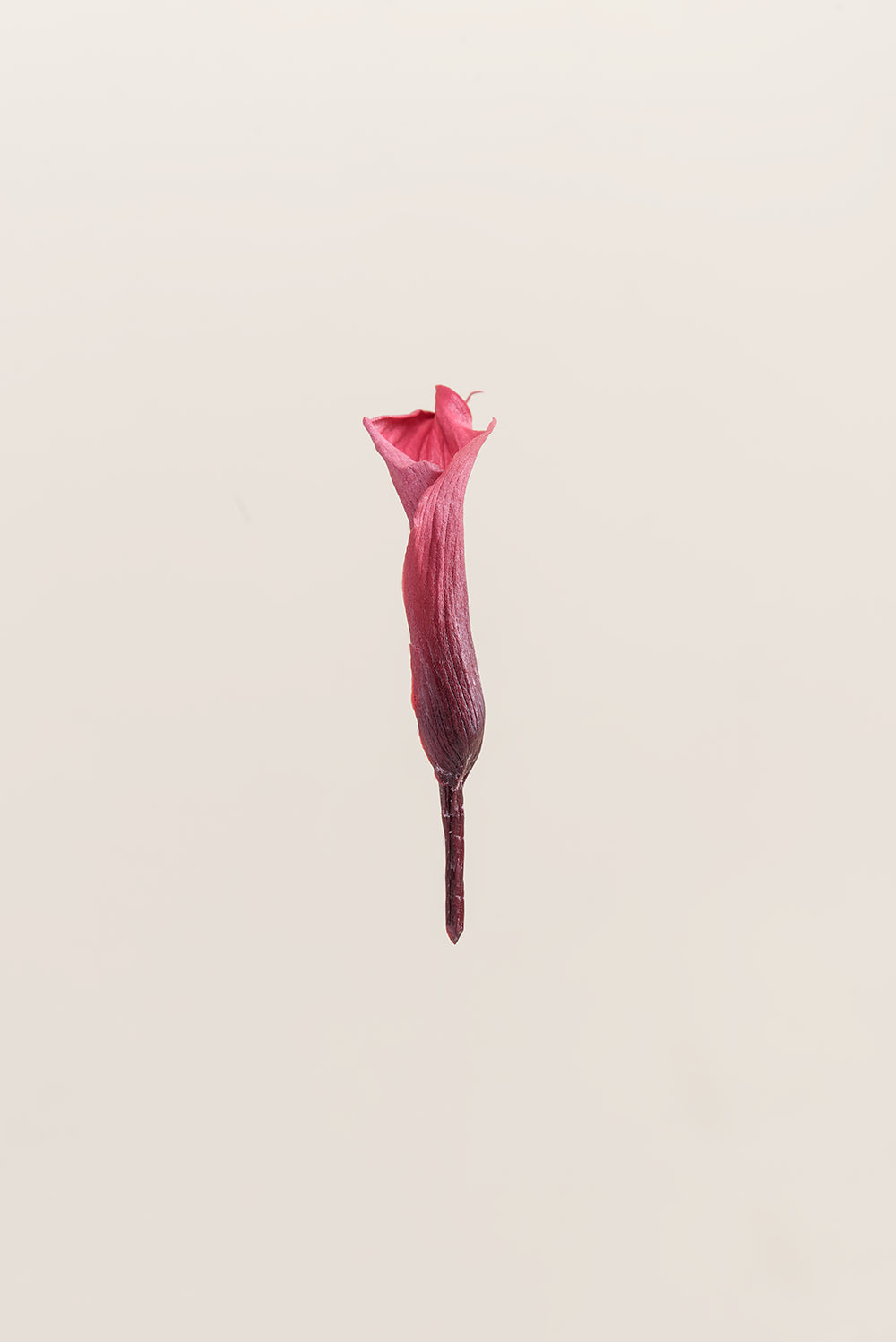 Mini Callas - Boîte 5 têtes