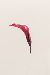 Rose corail