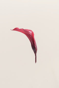 Rose corail