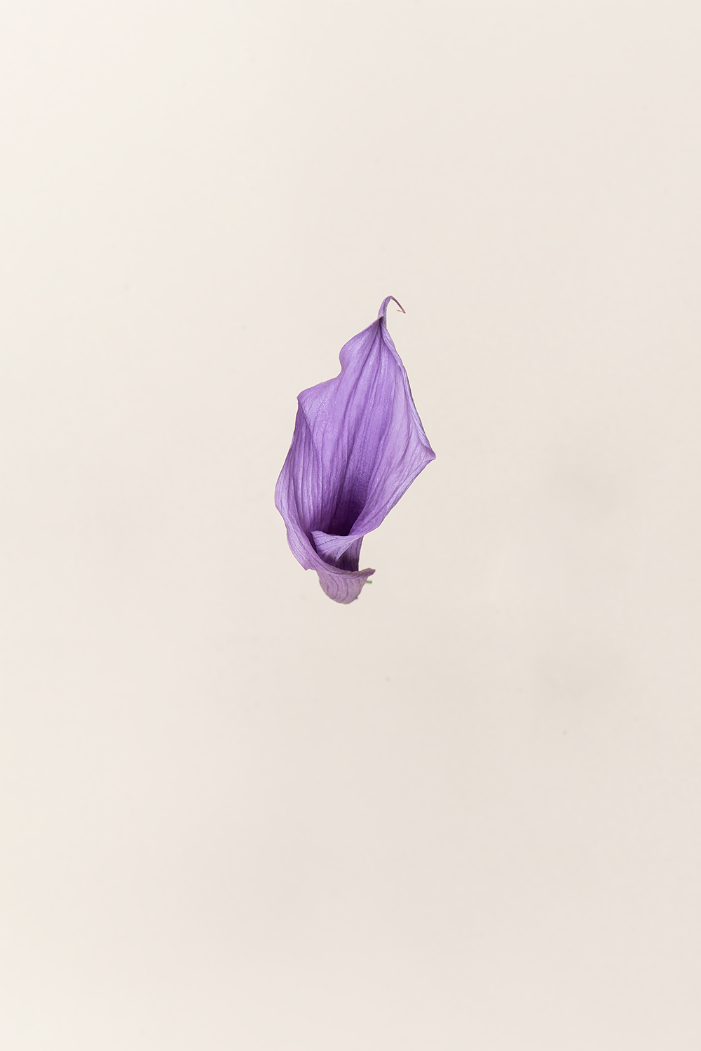 Mini Callas - Boîte 5 têtes