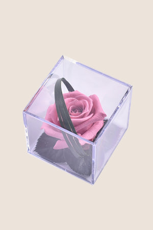 Kirschrosa