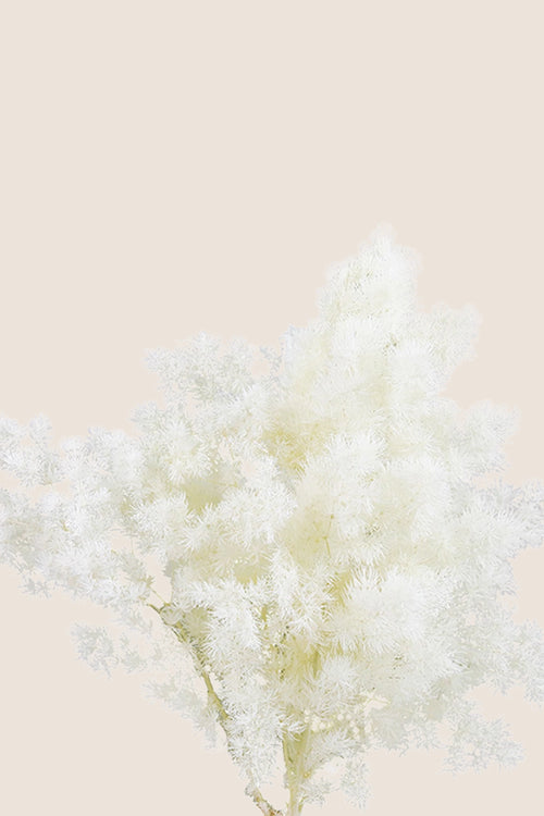 Ming Fern