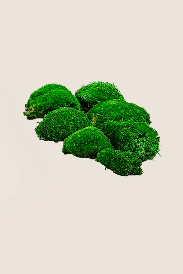 Polemoss W-box