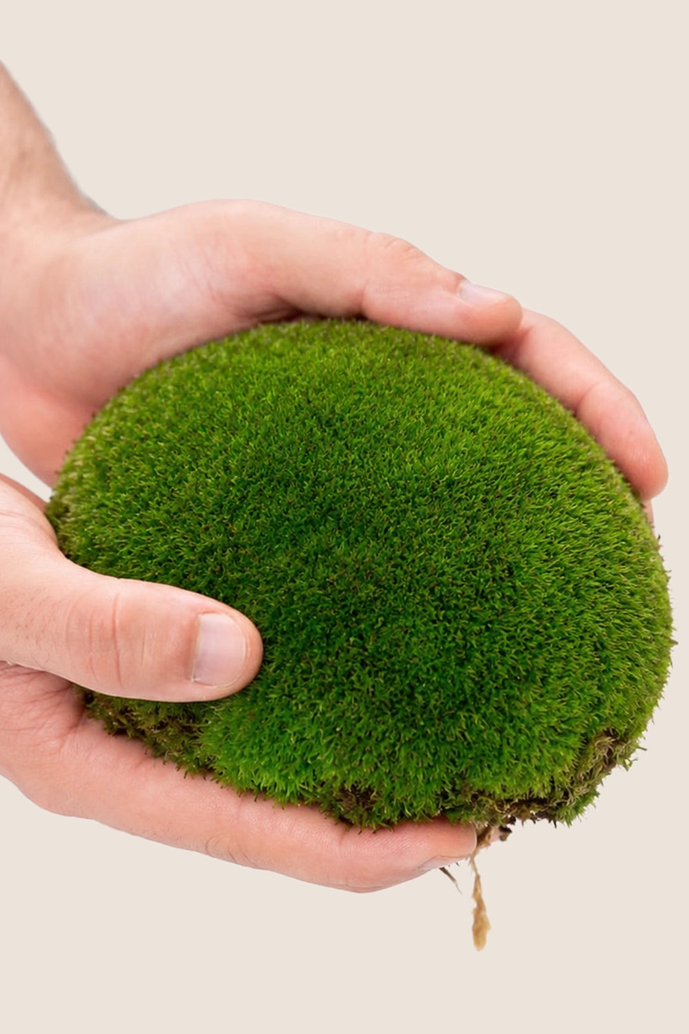 Polemoss XL - Bulk Box