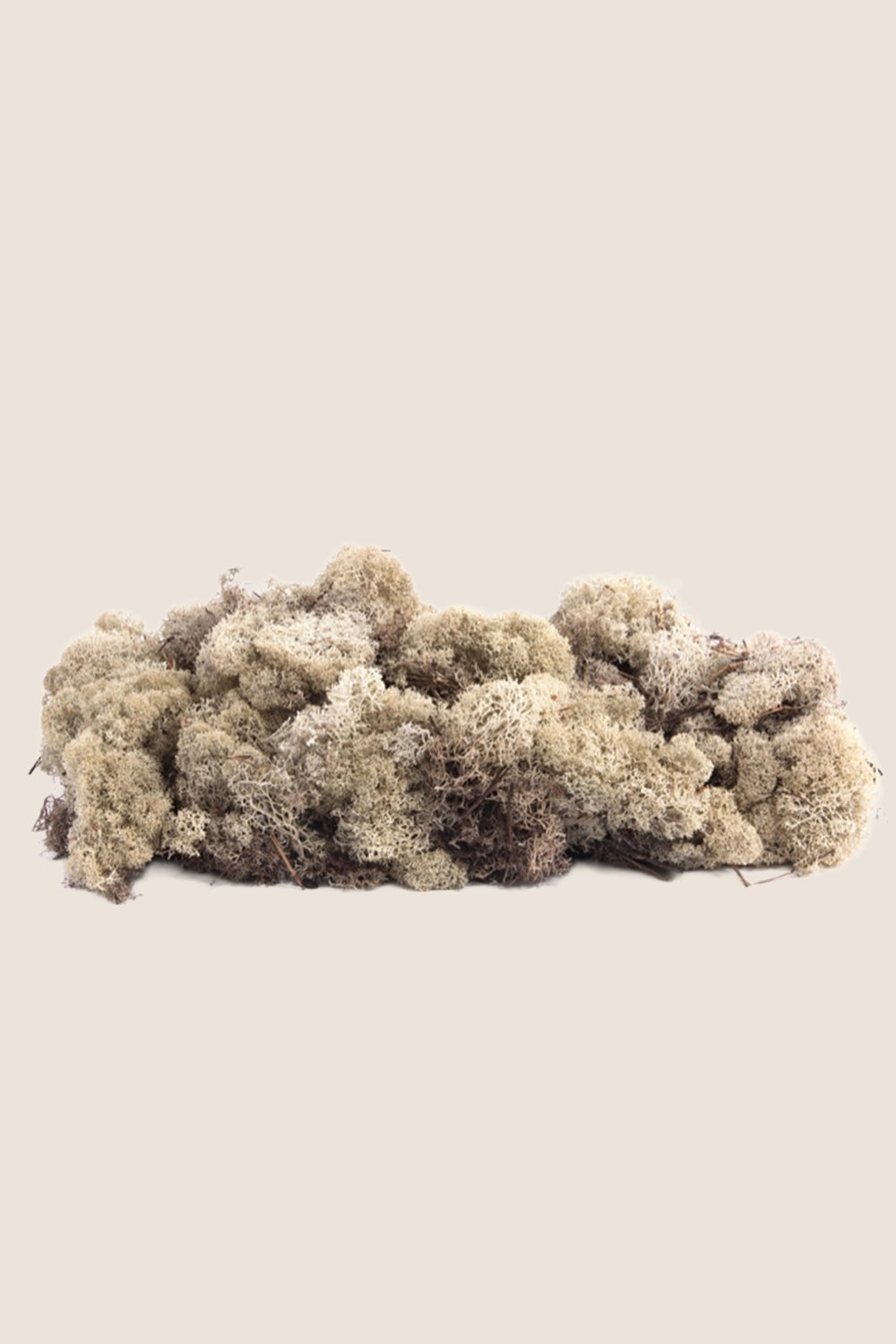 Lichen W-box