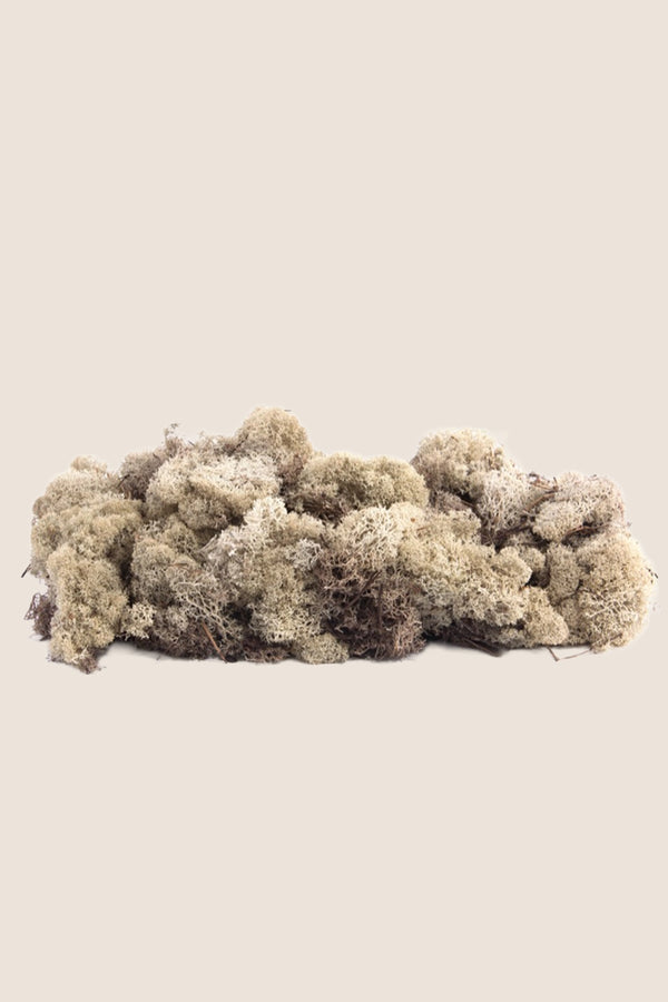 Liquen ~5Kg - Caja a Granel