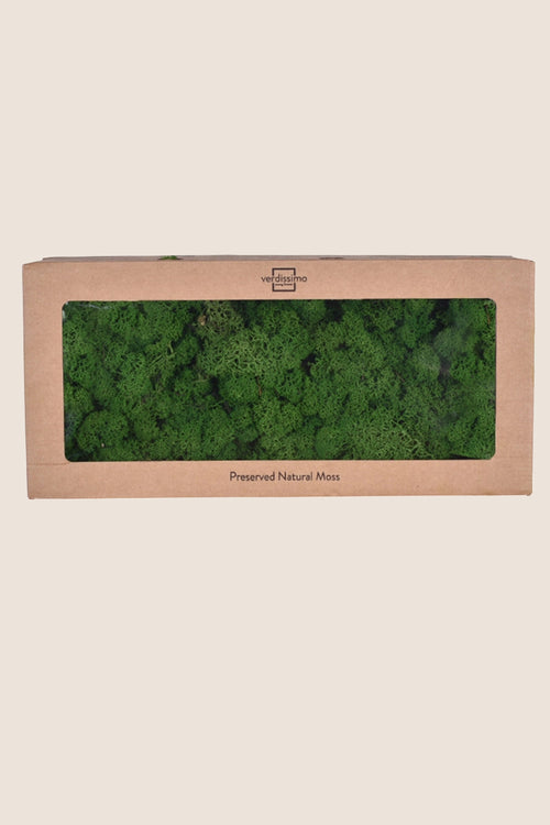 Lichen boîte W
