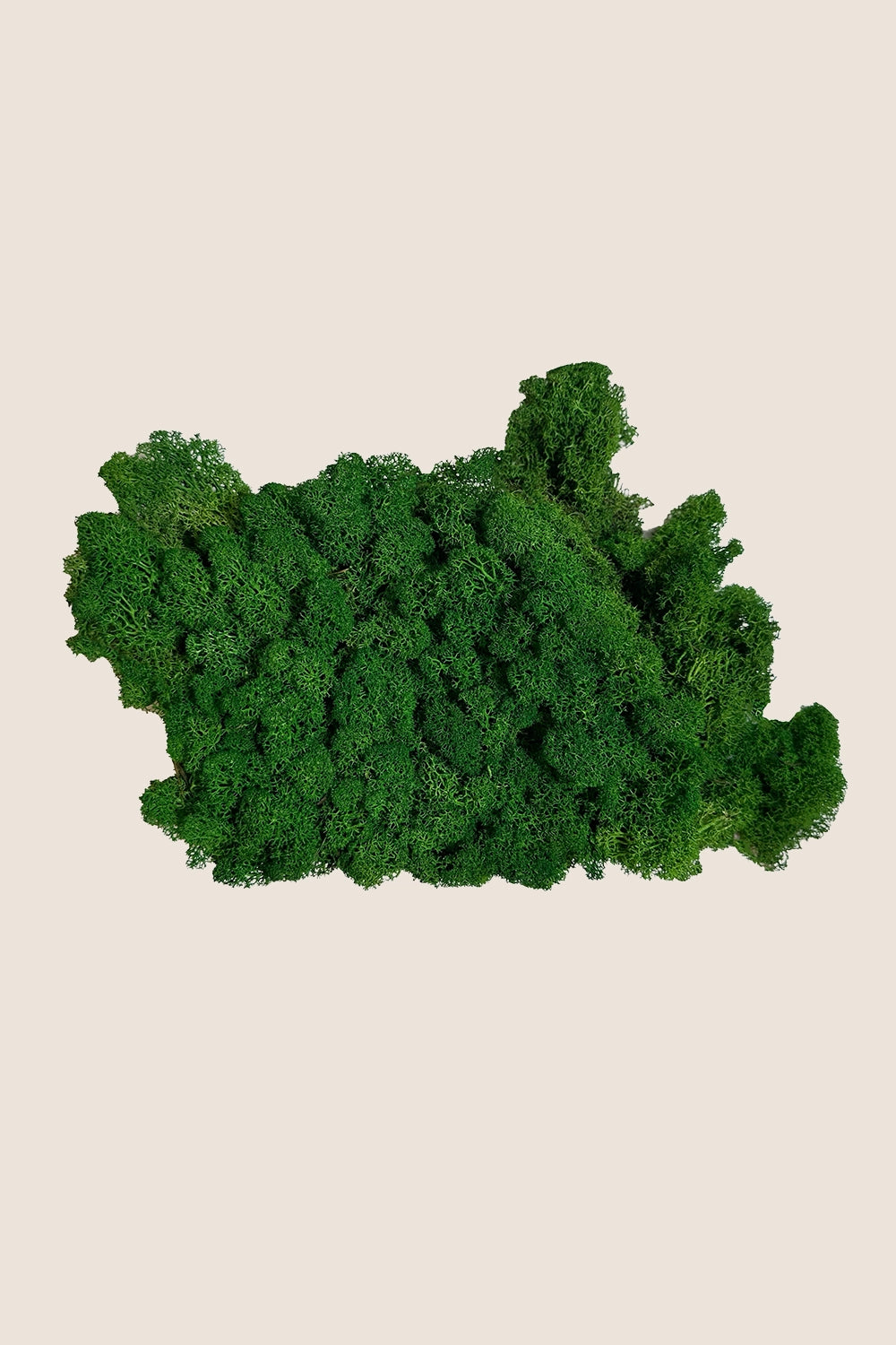 Lichen W-box