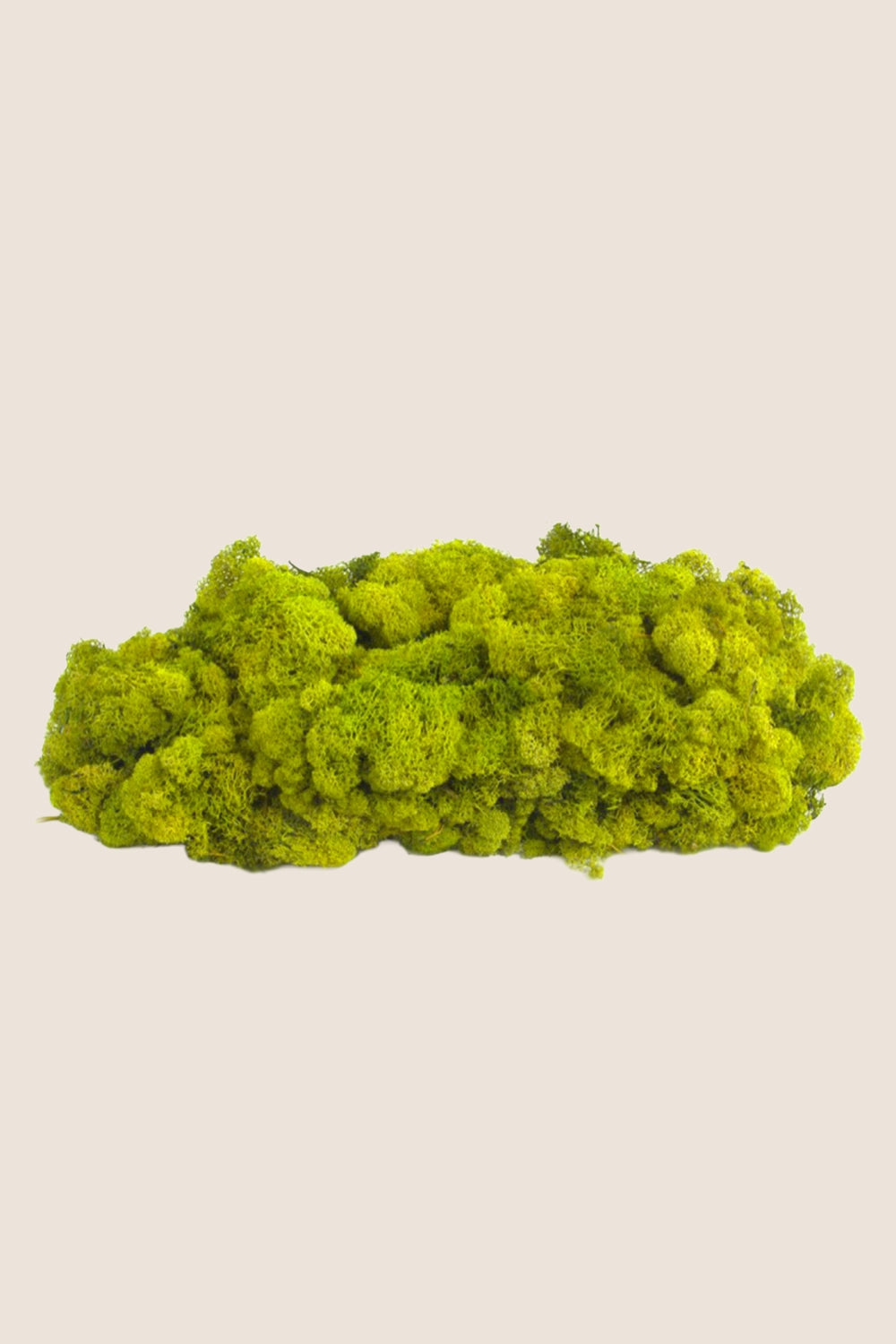 Lichen W-box