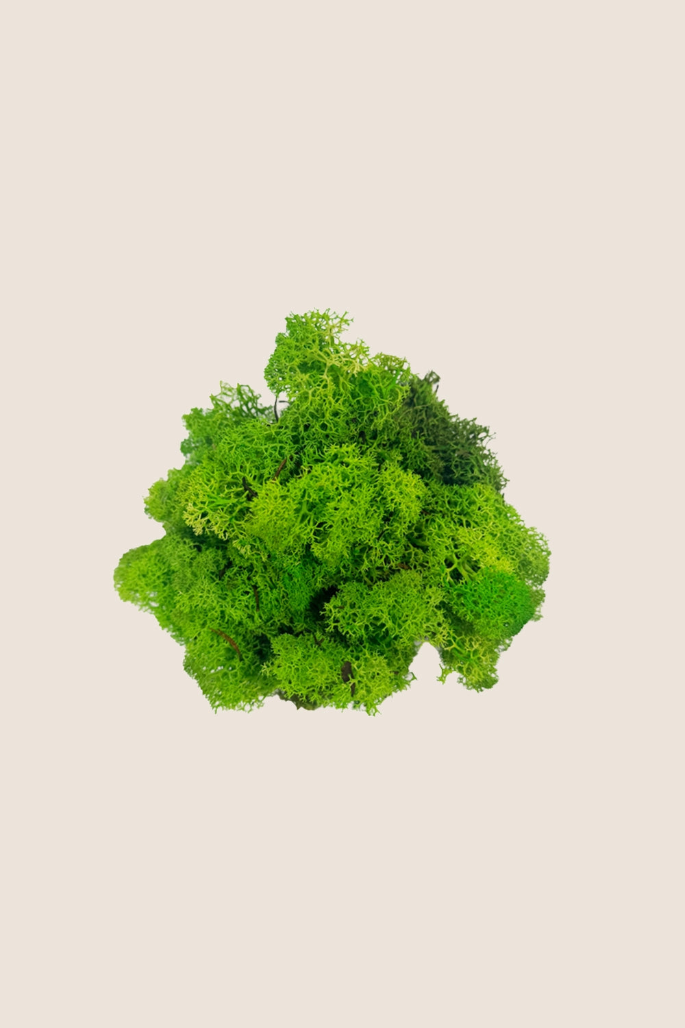 Lichen W-box