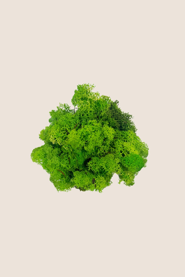 Liquen ~5Kg - Caja a Granel