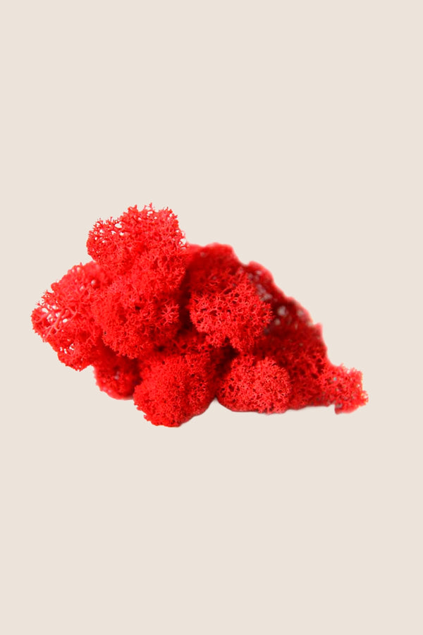 Liquen ~5Kg - Caja a Granel