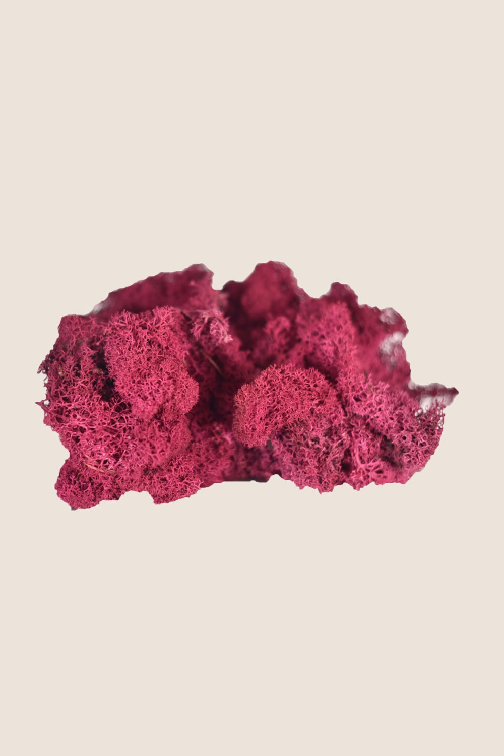 Lichen W-box