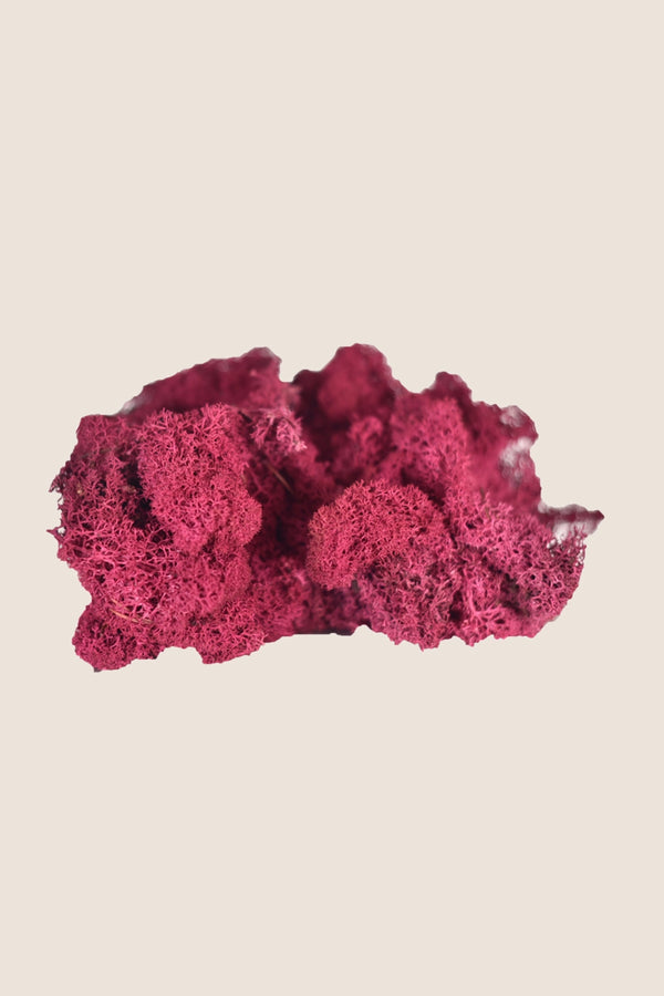 Liquen ~5Kg - Caja a Granel