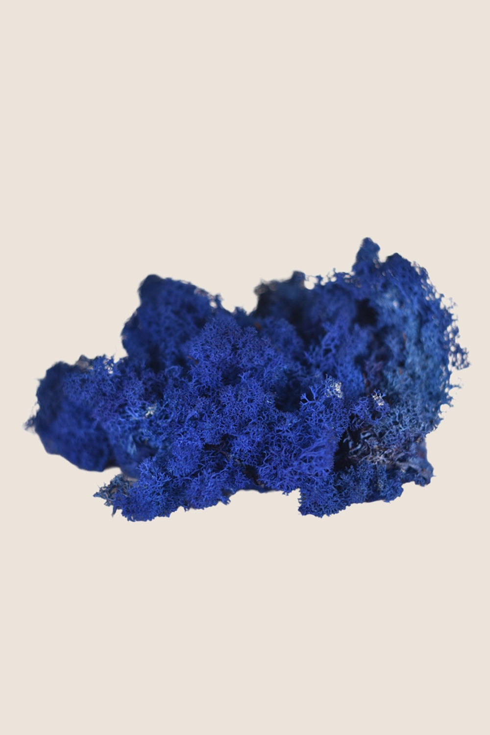 Lichen W-box