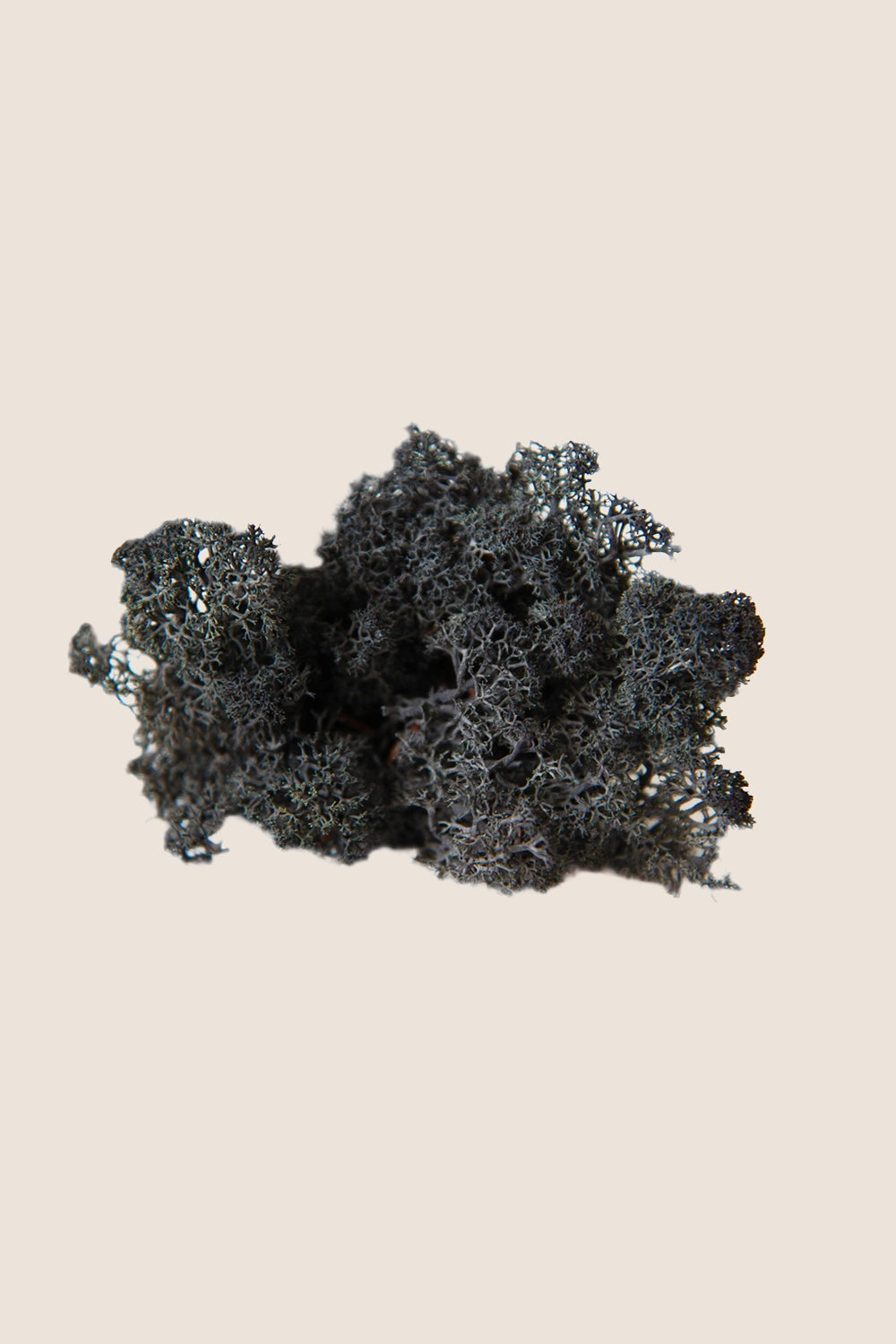 Lichen W-box