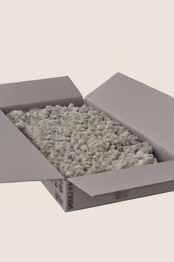 Liquen ~2Kg - Caja a Granel