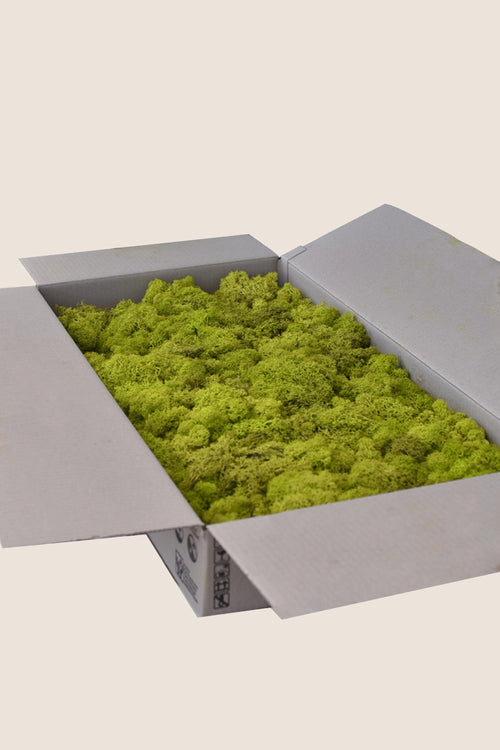 Liquen ~5Kg - Caja a Granel