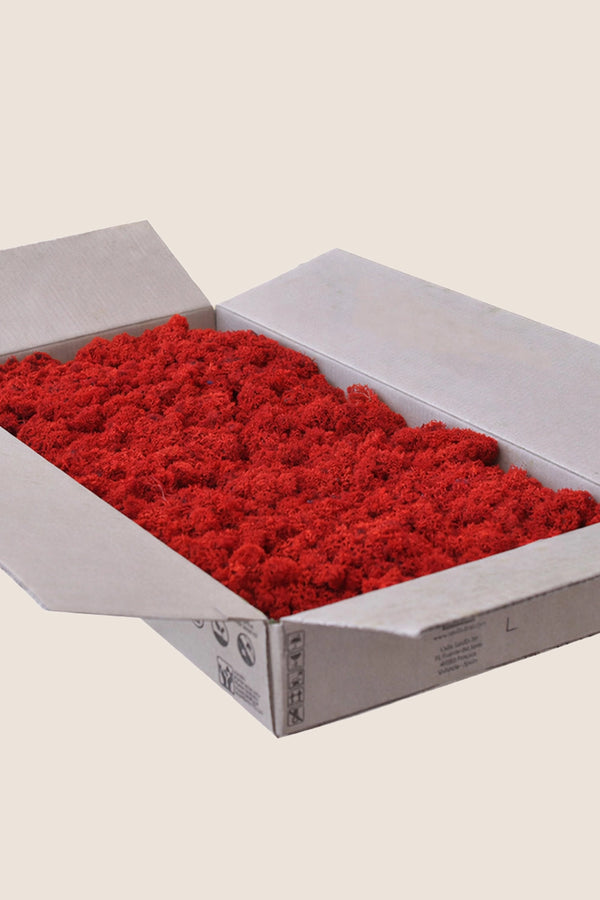 Liquen ~5Kg - Caja a Granel