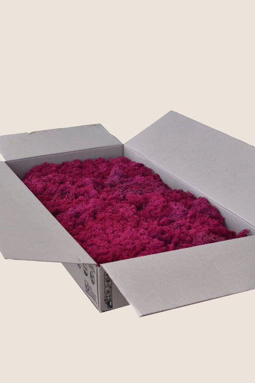 Lichen ~2Kg - Bulk Box