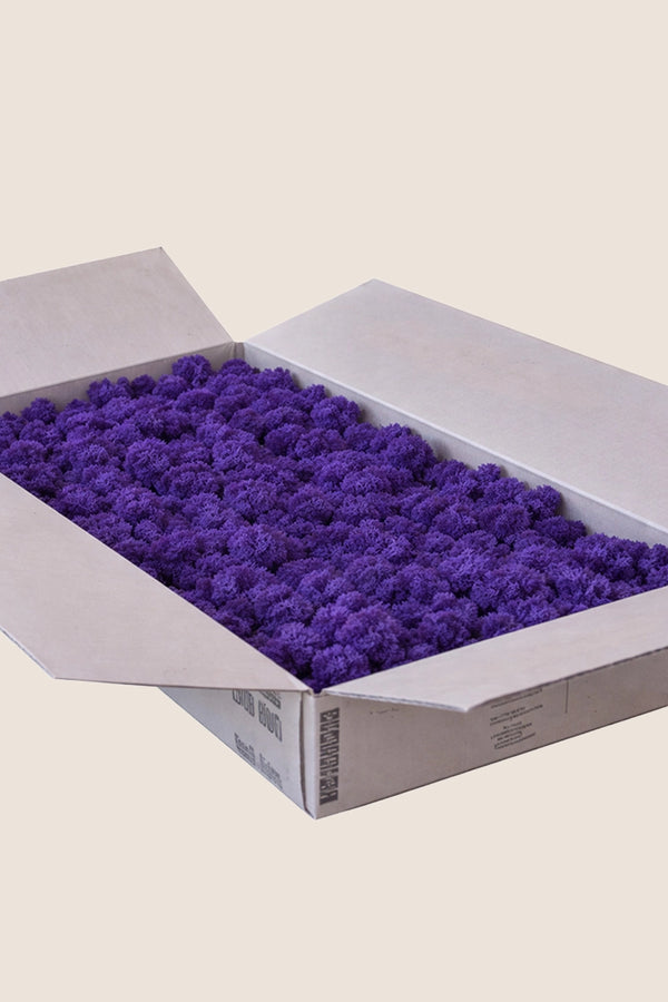 Liquen ~5Kg - Caja a Granel