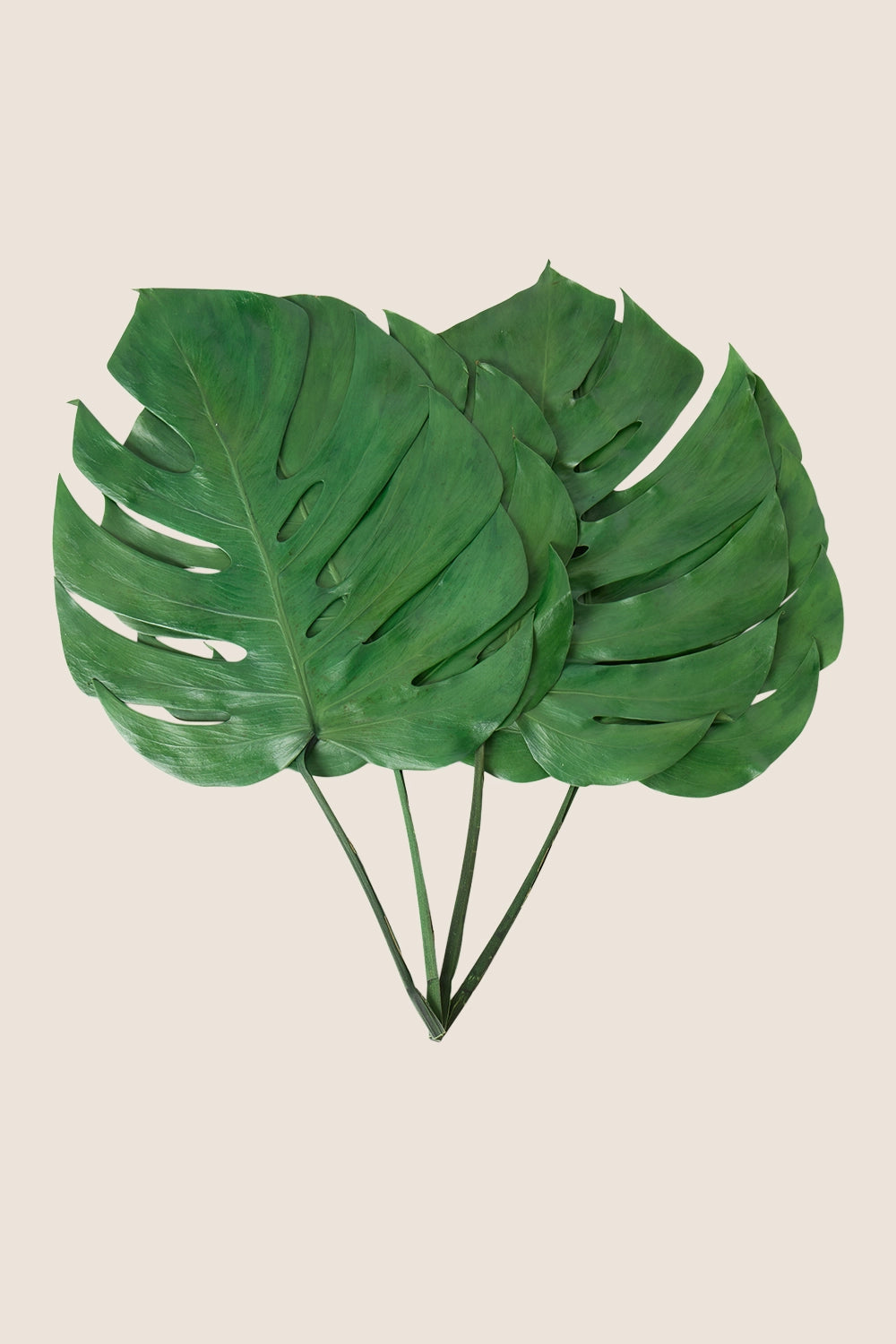 Monstera leaf