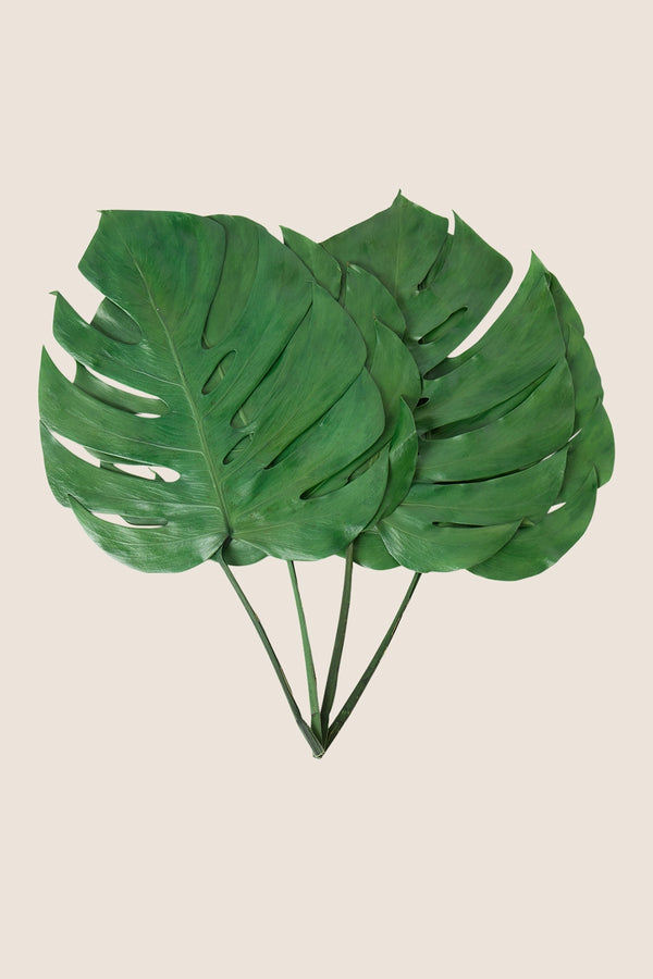 Feuille de Monstera