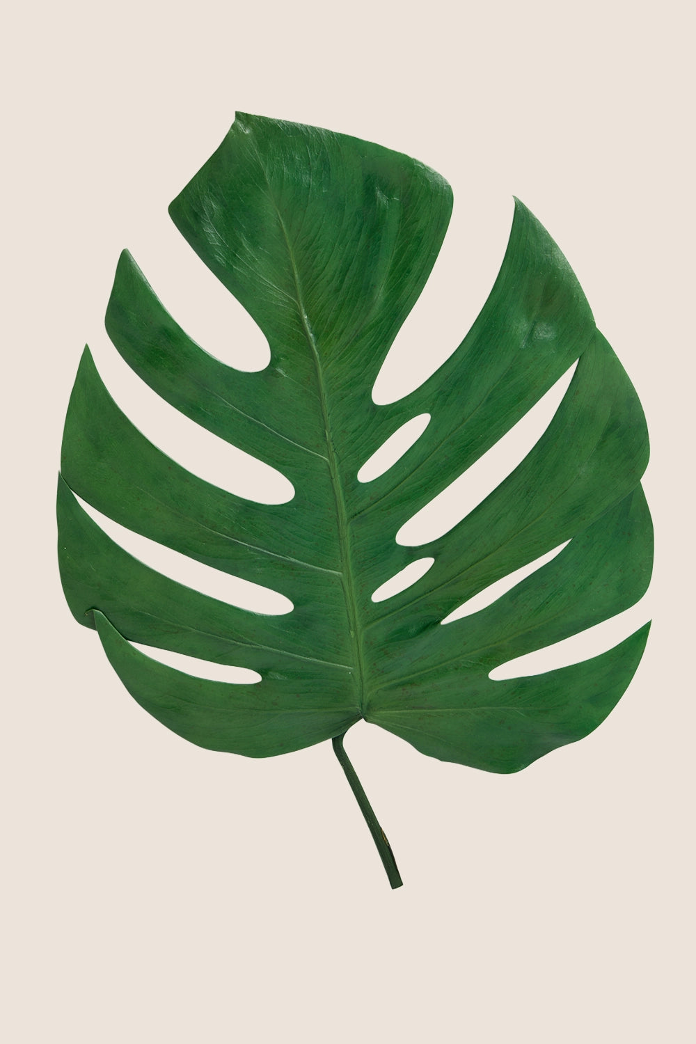 Monstera leaf