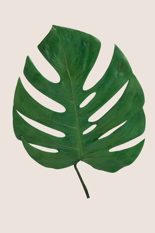 Monstera leaf