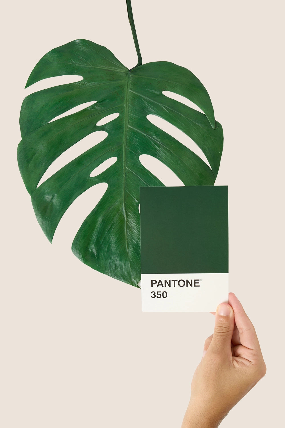Monstera leaf