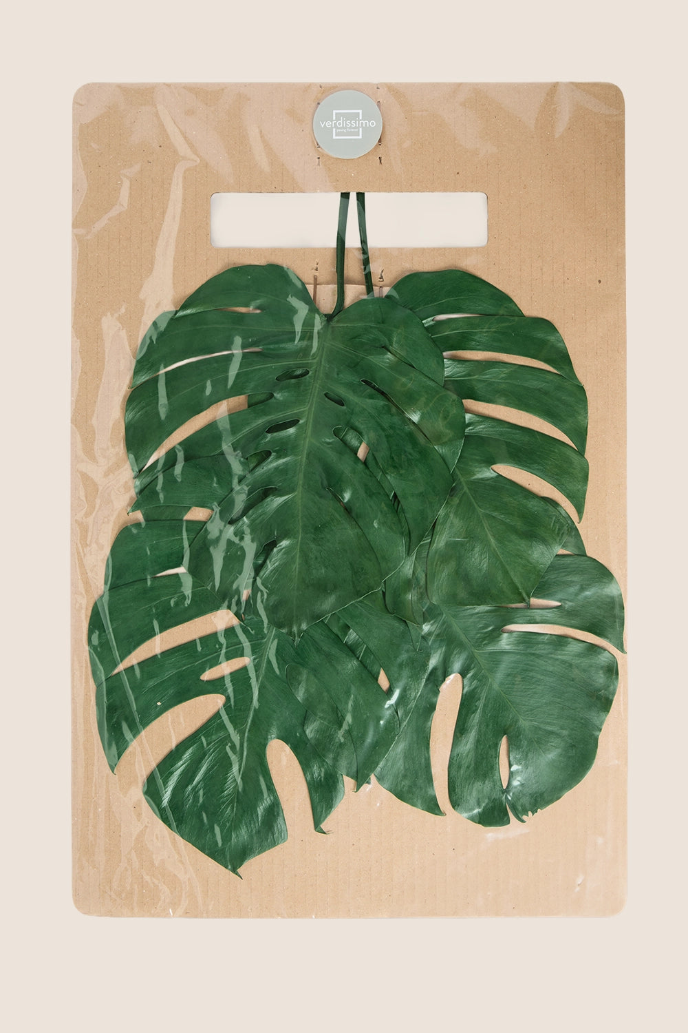 Monstera leaf