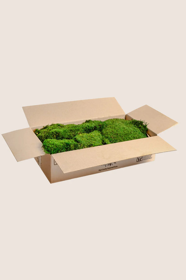 Musgo plano - Caja a granel